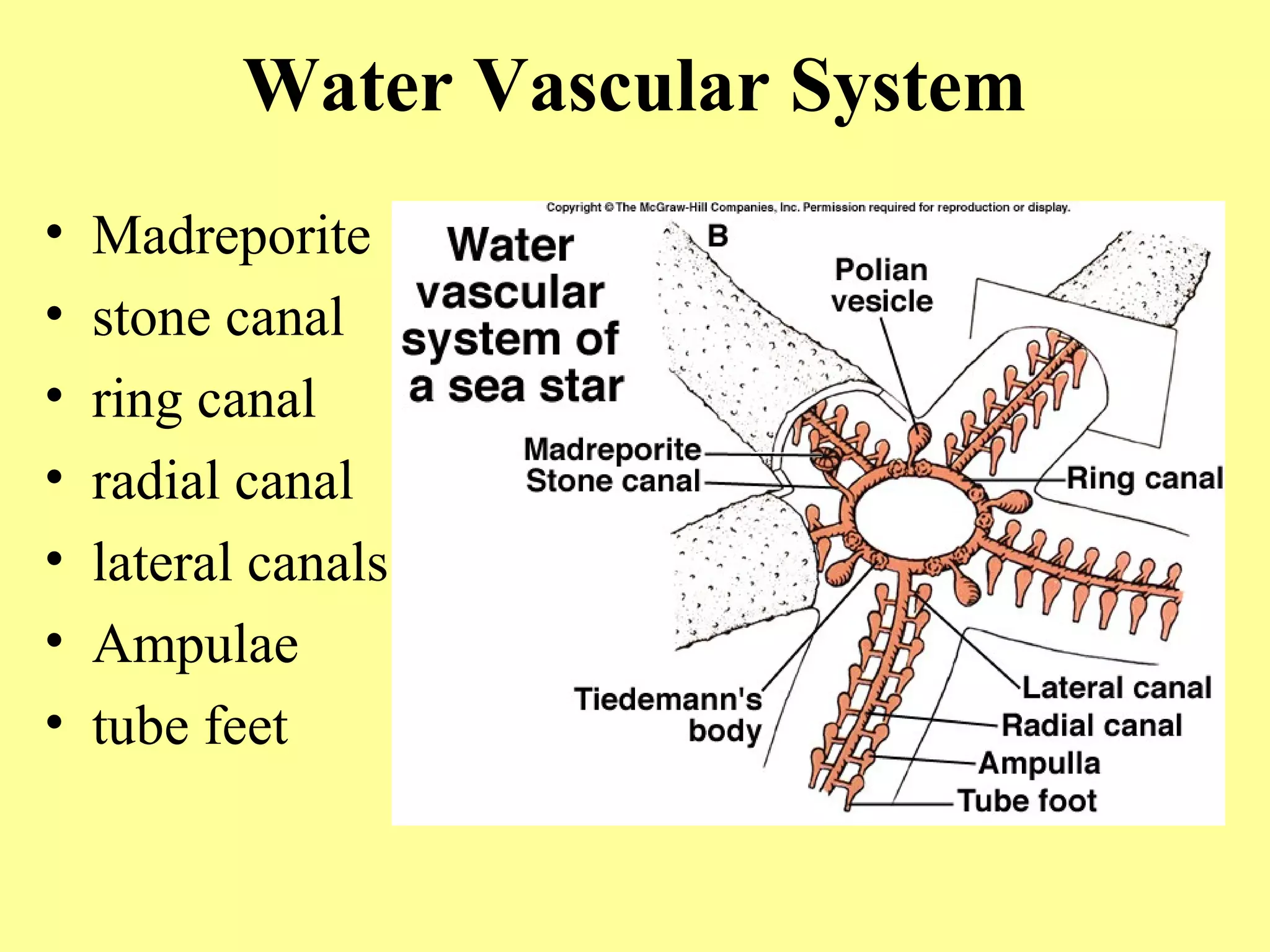Water Vascular System
• Madreporite
• stone canal
• ring canal
• radial canal
• lateral canals
• Ampulae
• tube feet
 