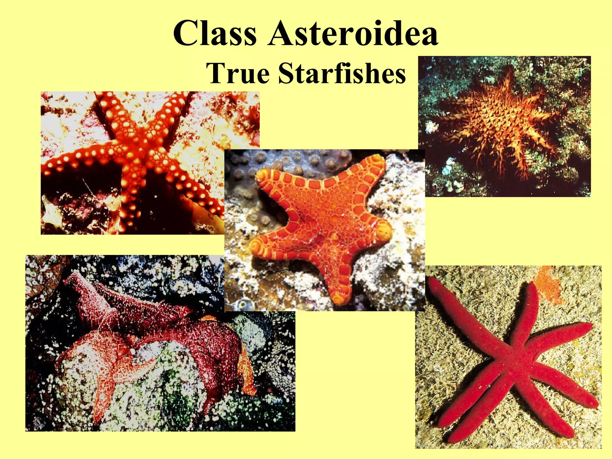 Class Asteroidea
True Starfishes
 