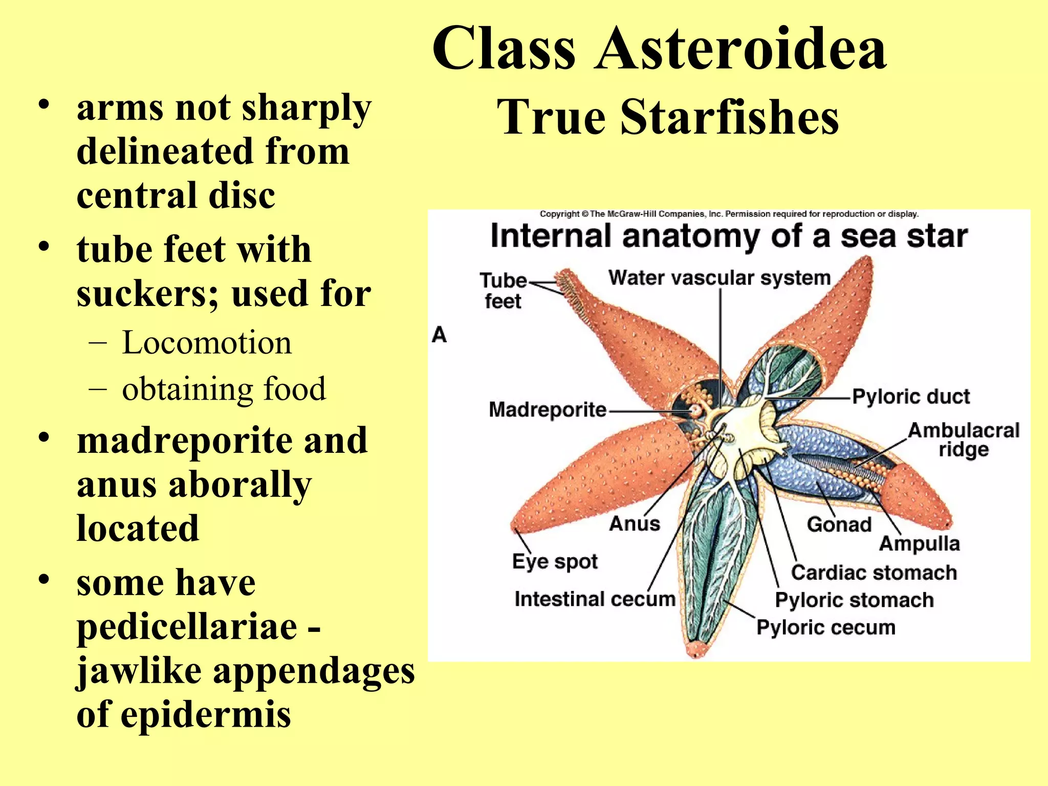 Class Asteroidea
True Starfishes• arms not sharply
delineated from
central disc
• tube feet with
suckers; used for
– Locomotion
– obtaining food
• madreporite and
anus aborally
located
• some have
pedicellariae -
jawlike appendages
of epidermis
 