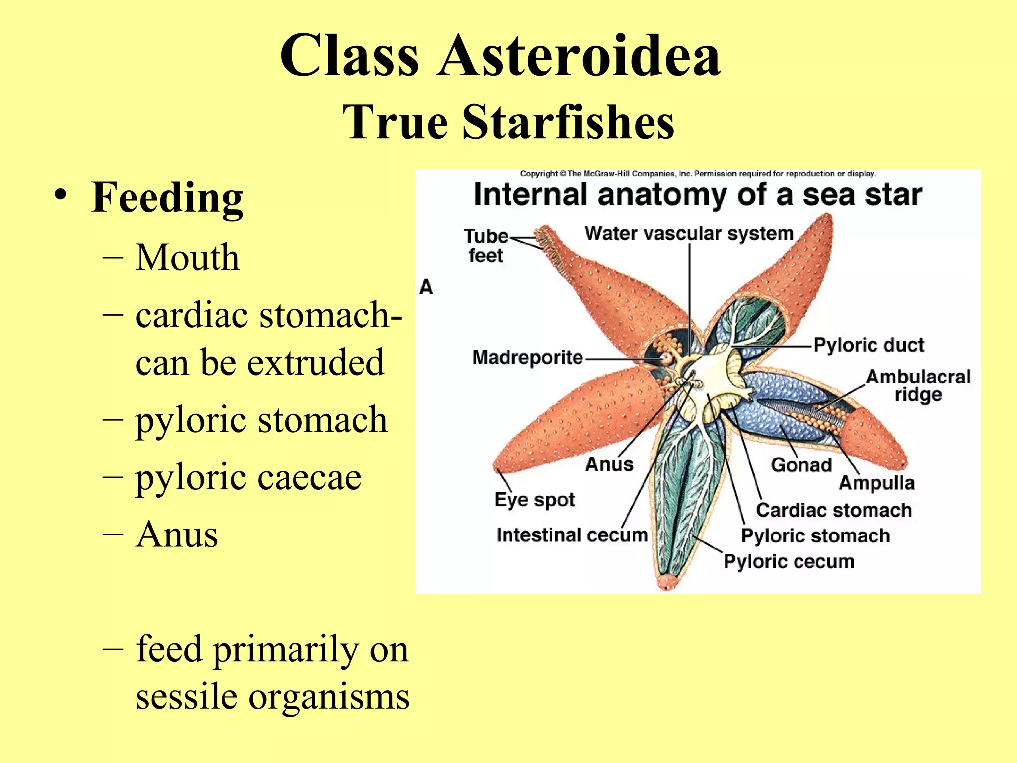 • Feeding
– Mouth
– cardiac stomach-
can be extruded
– pyloric stomach
– pyloric caecae
– Anus
– feed primarily on
sessile organisms
Class Asteroidea
True Starfishes
 