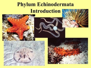 Phylum Echinodermata
Introduction
 