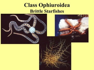 Class Ophiuroidea
Brittle Starfishes
 