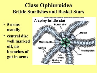 • 5 arms
usually
• central disc
well marked
off, no
branches of
gut in arms
Class Ophiuroidea
Brittle Starfishes and Basket Stars
 