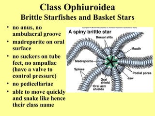 • no anus, no
ambulacral groove
• madreporite on oral
surface
• no suckers on tube
feet, no ampullae
(have a valve to
control pressure)
• no pedicellariae
• able to move quickly
and snake like hence
their class name
Class Ophiuroidea
Brittle Starfishes and Basket Stars
 