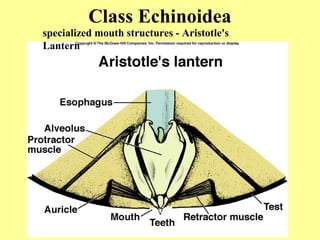 Class Echinoidea
specialized mouth structures - Aristotle's
Lantern
 