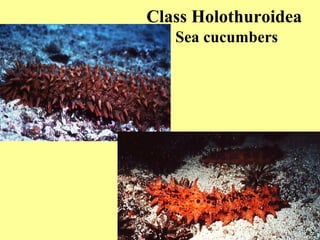Class Holothuroidea
Sea cucumbers
 