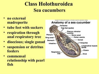 • no external
madreporite
• tube feet with suckers
• respiration through
anal respiratory tree
• dioecious; single gonad
• suspension or detritus
feeders
• commensal
relationship with pearl
fish
Class Holothuroidea
Sea cucumbers
 