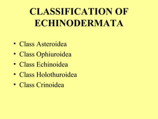 CLASSIFICATION OF
ECHINODERMATA
• Class Asteroidea
• Class Ophiuroidea
• Class Echinoidea
• Class Holothuroidea
• Class Crinoidea
 