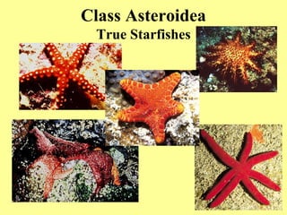 Class Asteroidea
True Starfishes
 