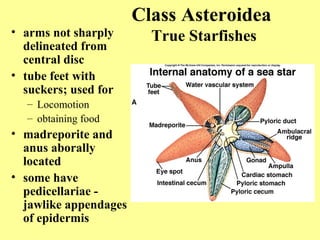 Class Asteroidea
True Starfishes• arms not sharply
delineated from
central disc
• tube feet with
suckers; used for
– Locomotion
– obtaining food
• madreporite and
anus aborally
located
• some have
pedicellariae -
jawlike appendages
of epidermis
 