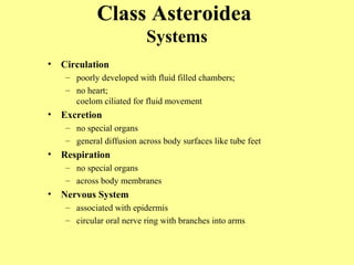 • Circulation
– poorly developed with fluid filled chambers;
– no heart;
coelom ciliated for fluid movement
• Excretion
– no special organs
– general diffusion across body surfaces like tube feet
• Respiration
– no special organs
– across body membranes
• Nervous System
– associated with epidermis
– circular oral nerve ring with branches into arms
Class Asteroidea
Systems
 