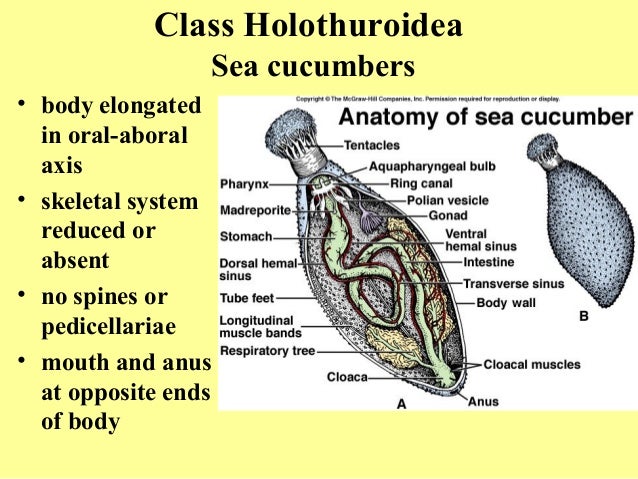 Echinoderms suspension labeled diagram 
