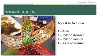ANATOMY – INTERNAL
11
4
2
3
1
Aboral surface view:
1 – Anus
2 – Pyloric stomach
3 – Pyloric caecum
4 – Cardiac stomach
Asteroidea – Zoology II
 