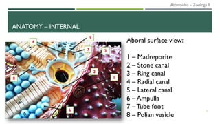 ANATOMY – INTERNAL
12
2
3
1
5
4
6
7
8
Aboral surface view:
1 – Madreporite
2 – Stone canal
3 – Ring canal
4 – Radial canal
5 – Lateral canal
6 – Ampulla
7 – Tube foot
8 – Polian vesicle
Asteroidea – Zoology II
 
