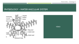 PHYSIOLOGY – WATERVASCULAR SYSTEM
13
VÍDEO
Asteroidea – Zoology II
 