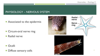 PHYSIOLOGY – NERVOUS SYSTEM
 Associated to the epidermis
 Circum-oral nerve ring
 Radial nerve
 Ocelli
 Diffuse sensory cells 18
Asteroidea – Zoology II
 