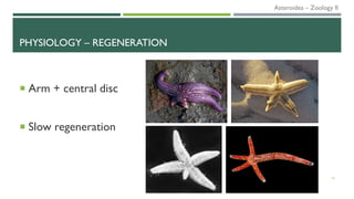PHYSIOLOGY – REGENERATION
 Arm + central disc
 Slow regeneration
19
Asteroidea – Zoology II
 