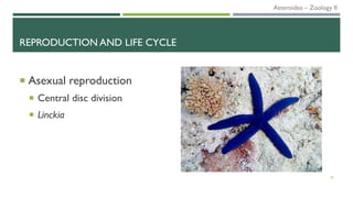 REPRODUCTION AND LIFE CYCLE
 Asexual reproduction
 Central disc division
 Linckia
20
Asteroidea – Zoology II
 