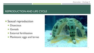 REPRODUCTION AND LIFE CYCLE
 Sexual reproduction
 Dioecious
 Gonads
 External fertilization
 Planktonic eggs and larvae
21
Asteroidea – Zoology II
 