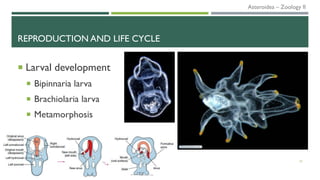REPRODUCTION AND LIFE CYCLE
 Larval development
 Bipinnaria larva
 Brachiolaria larva
 Metamorphosis
22
Asteroidea – Zoology II
 