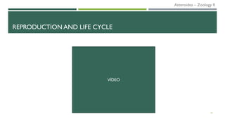 REPRODUCTION AND LIFE CYCLE
23
VÍDEO
Asteroidea – Zoology II
 
