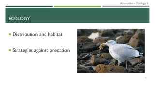 ECOLOGY
 Distribution and habitat
 Strategies against predation
25
Asteroidea – Zoology II
 