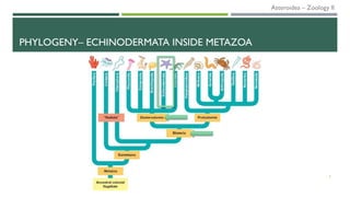 PHYLOGENY– ECHINODERMATA INSIDE METAZOA
3
Asteroidea – Zoology II
 