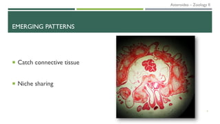 EMERGING PATTERNS
 Catch connective tissue
 Niche sharing
4
Asteroidea – Zoology II
 