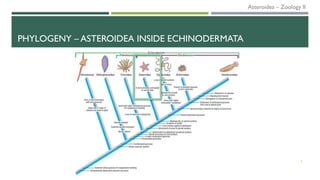 PHYLOGENY – ASTEROIDEA INSIDE ECHINODERMATA
5
Asteroidea – Zoology II
 