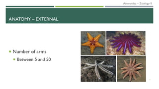 ANATOMY – EXTERNAL
7
 Number of arms
 Between 5 and 50
Asteroidea – Zoology II
 