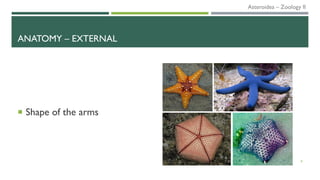 ANATOMY – EXTERNAL
8
 Shape of the arms
Asteroidea – Zoology II
 