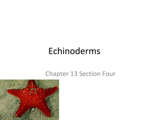 Echinoderms Chapter 13 Section Four 