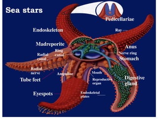 10
Endoskeleton
Madreporite
Tube feet
Pedicellariae
Anus
Stomach
Digestive
gland
Eyespots
Ray
Nerve ring
Mouth
Reproductive
organ
Endoskeletal
plates
Radial
nerve Ampullae
Radial
canal
Ring
canal
Sea stars
 