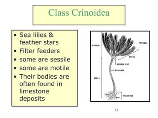 11
Class Crinoidea
• Sea lilies &
feather stars
• Filter feeders
• some are sessile
• some are motile
• Their bodies are
often found in
limestone
deposits
 