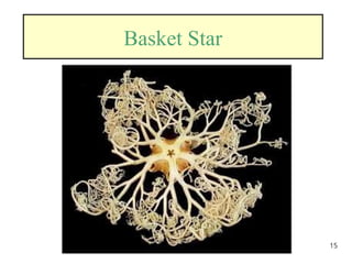 15
Basket Star
 