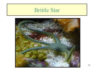 16
Brittle Star
 