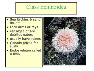 17
Class Echinoidea
• Sea Urchins & sand
dollars
• Lack arms or rays
• eat algae or are
detritus eaters
• usually have spines
• Gonads prized for
sushi
• Endoskeleton called
a test.
 