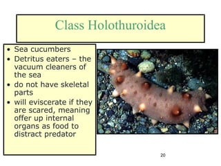 20
Class Holothuroidea
• Sea cucumbers
• Detritus eaters – the
vacuum cleaners of
the sea
• do not have skeletal
parts
• will eviscerate if they
are scared, meaning
offer up internal
organs as food to
distract predator
 