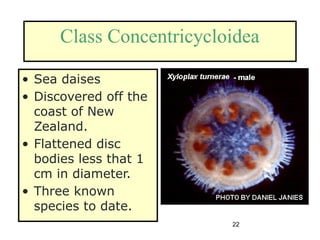 22
Class Concentricycloidea
• Sea daises
• Discovered off the
coast of New
Zealand.
• Flattened disc
bodies less that 1
cm in diameter.
• Three known
species to date.
 