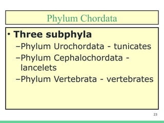 23
Phylum Chordata
• Three subphyla
–Phylum Urochordata - tunicates
–Phylum Cephalochordata -
lancelets
–Phylum Vertebrata - vertebrates
 