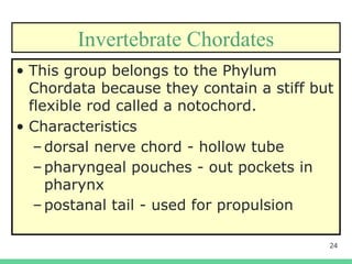 24
Invertebrate Chordates
• This group belongs to the Phylum
Chordata because they contain a stiff but
flexible rod called a notochord.
• Characteristics
–dorsal nerve chord - hollow tube
–pharyngeal pouches - out pockets in
pharynx
–postanal tail - used for propulsion
 
