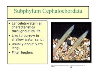 25
Subphylum Cephalochordata
• Lancelets-retain all
characteristics
throughout its life.
• Like to burrow in
shallow water sand.
• Usually about 5 cm
long.
• Filter feeders
http://bioweb.uwlax.edu/zoolab/Table_of_Contents/Lab-9a/Lancelets/Lab_9a-
03a.jpg
 