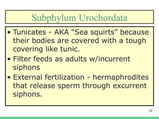 26
Subphylum Urochordata
• Tunicates - AKA “Sea squirts” because
their bodies are covered with a tough
covering like tunic.
• Filter feeds as adults w/incurrent
siphons
• External fertilization - hermaphrodites
that release sperm through excurrent
siphons.
 