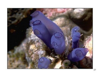 27
http://www.ucmp.berkeley.edu/chordata/
urochordata.gif
 