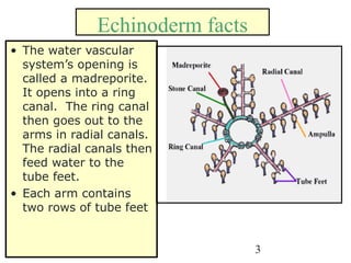 3
Echinoderm facts
• The water vascular
system’s opening is
called a madreporite.
It opens into a ring
canal. The ring canal
then goes out to the
arms in radial canals.
The radial canals then
feed water to the
tube feet.
• Each arm contains
two rows of tube feet
 
