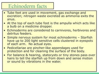4
Echinoderm facts
• Tube feet are used in movement, gas exchange and
excretion; nitrogen waste excreted as ammonia exits the
anus.
• At the top of each tube foot is the ampulla which acts like
a bulb on a medicine dropper.
• Echinoderms are considered to carnivores, herbivores and
detritus feeders.
• Simple nervous system for most echinoderms – Starfish
have up to 200 light sensitive cells clustered in eyespots
of each arm. No actual eyes.
• Pedicellariae are pincher-like appendages used for
protection and for cleaning the surface of the body.
• For balance & hearing, statocysts or tiny stones pass over
hairs to tell the starfish up from down and sense motion
or sound by vibrations in the water.
 