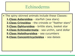 6
Echinoderms
• The spiny skinned animals include these Classes:
1.Class Asteroidea - starfish (sea stars)
2.Class Crinoidea - the crinoids or “feather stars”
3.Class Ophiuroidea - brittle stars, basket star
4.Class Echinodermata - sea urchin, sand dollar
5.Class Holothuroidea - sea cucumbers
6.Class Concentricycloidea – sea daises
 