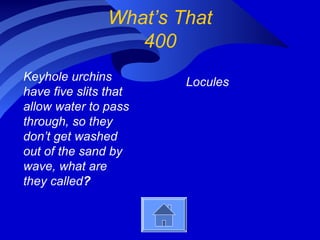 What’s That
400
Keyhole urchins
have five slits that
allow water to pass
through, so they
don’t get washed
out of the sand by
wave, what are
they called?
Locules
 