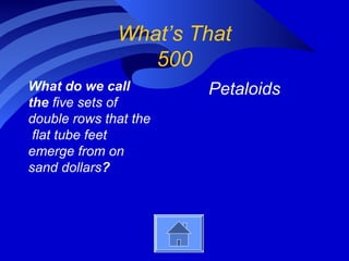 What’s That
500
What do we call
the five sets of
double rows that the
flat tube feet
emerge from on
sand dollars?
Petaloids
 
