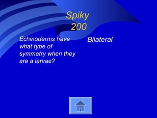 Spiky
200
Echinoderms have
what type of
symmetry when they
are a larvae?
Bilateral
 